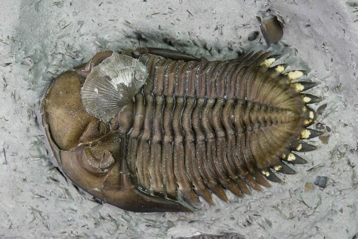 Greenops Trilobite With Brachipod Over Eye - Ontario #164403